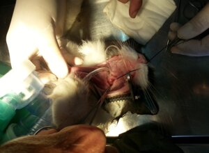 endoscopia%201.jpeg endoscopia%201.jpeg