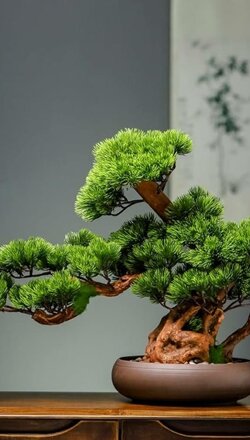 bonsai