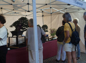 premiazione%20conero%20bonsai.jpeg