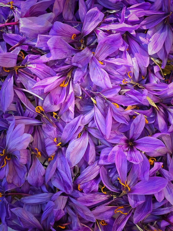 hasan-almasi-dcmllw1vcjo-unsplash.jpeg