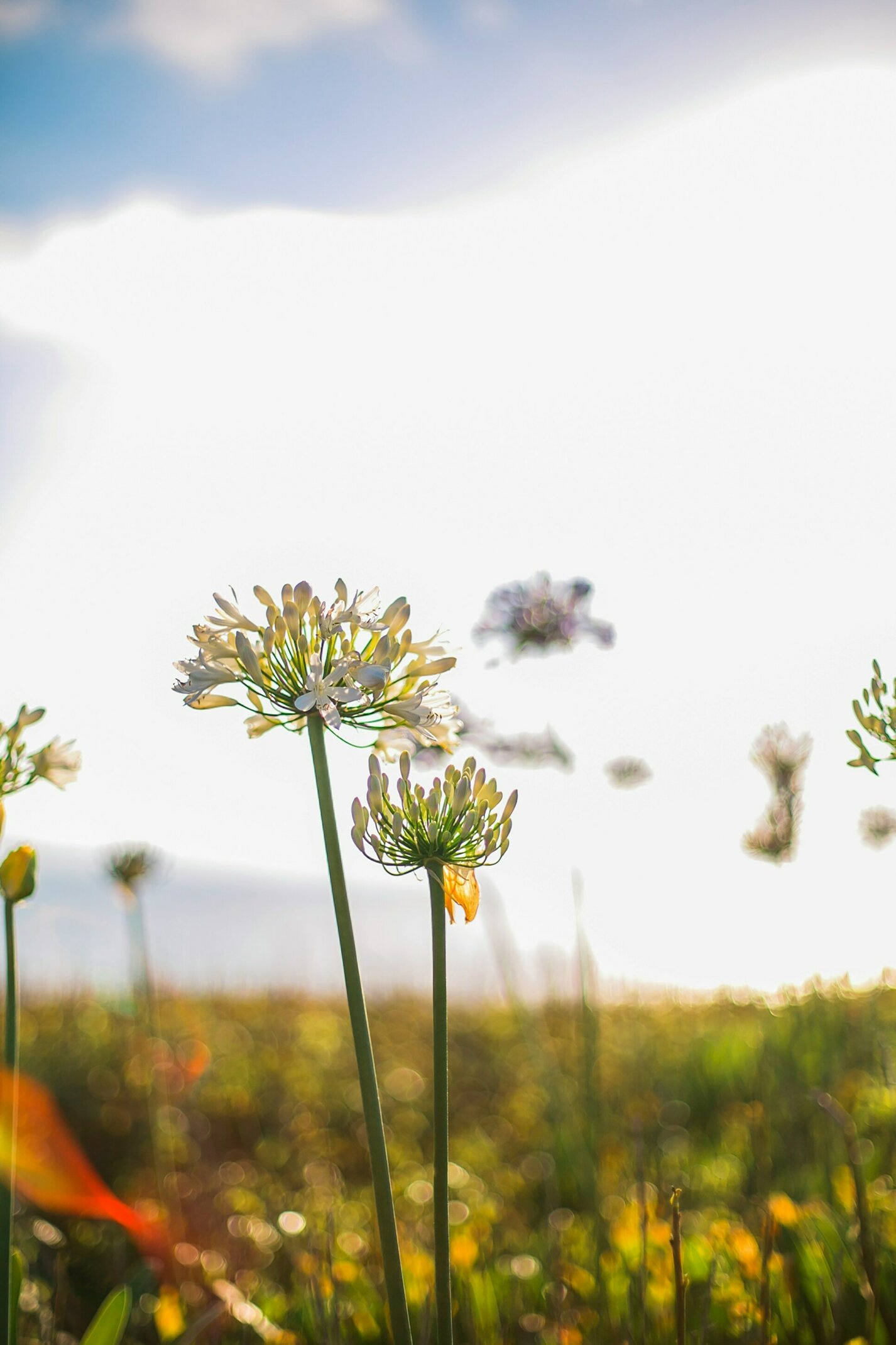 kitera-dent-eqe_hr7w0s4-unsplash.jpeg
