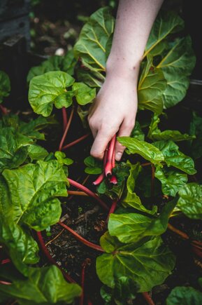 jonathan-kemper-ohcalaoed0q-unsplash.jpeg jonathan-kemper-ohcalaoed0q-unsplash.jpeg