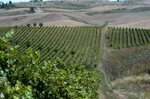 ligame-syrah-igp-terre-siciliane-bio-rotwein-aus-sizilien