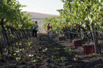 ligame-syrah-igp-terre-siciliane-bio-rotwein-aus-sizilien