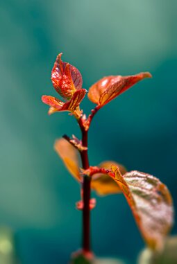 mohamed-nohassi-jabplre6nt8-unsplash.jpeg