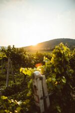 isolano-catarratto-extra-lucido-igp-terre-siciliane-bio-weiwein-aus-sizilien
