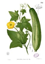 luffa-naturschwamm-100-pflanzlich-nachhaltiger-peeling-schwamm-plastikfrei-biologisch-abbaubar