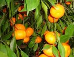 sizilianischen-schwarzen-honigbiene-mandarinenhonig-aus-ciaculli-apis-mellifera-siciliana-500g