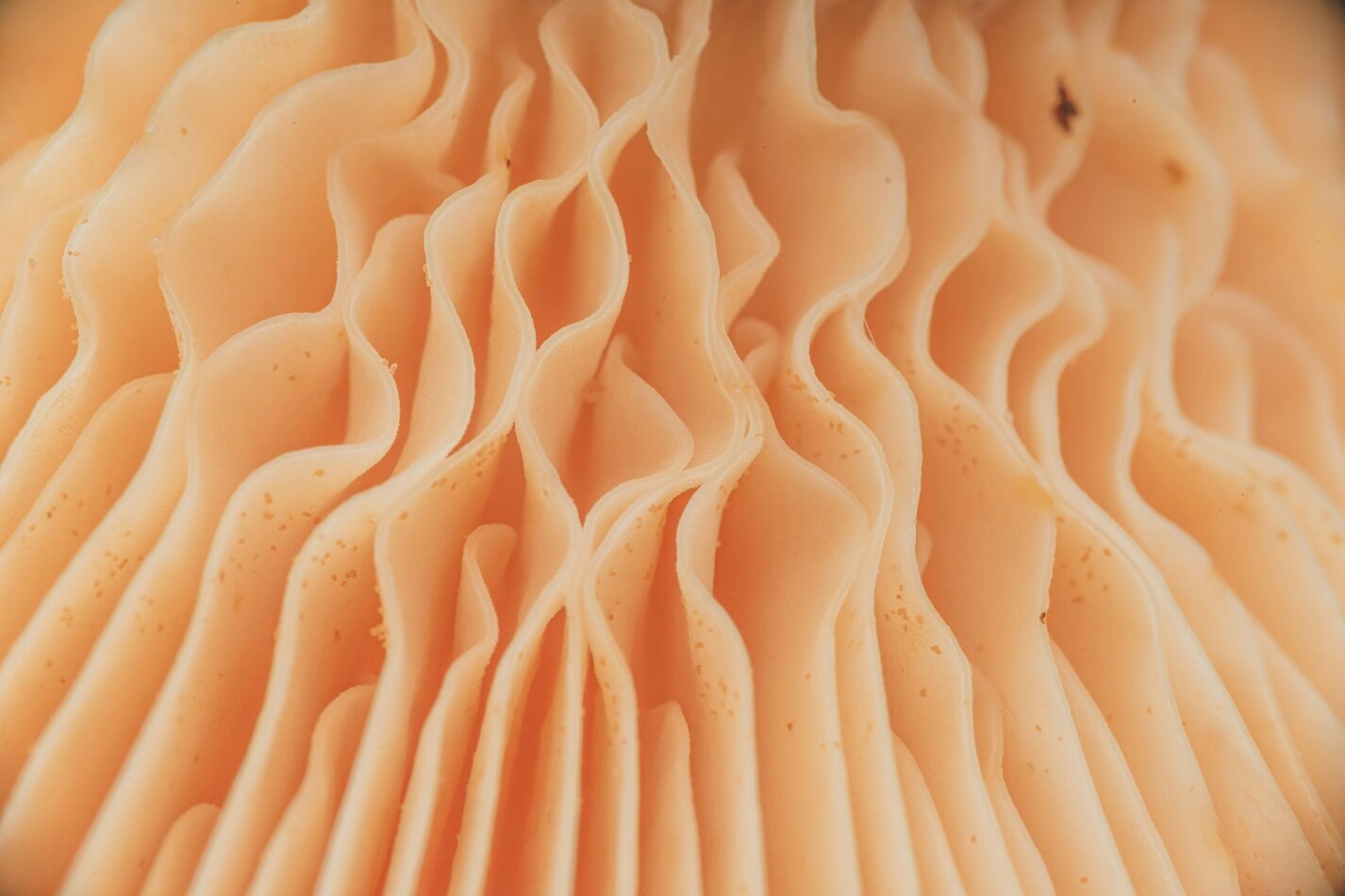 Coral-like fungus in close-up Coral-like fungus in close-up