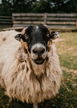 kyle-nieber-ir5vk2znlwg-unsplash.jpeg kyle-nieber-ir5vk2znlwg-unsplash.jpeg