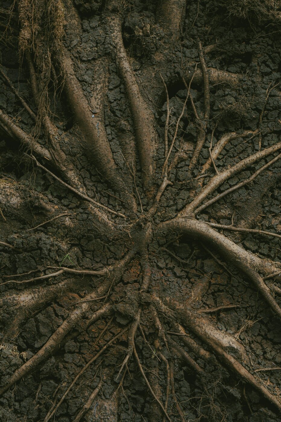 benjamin-hibbert-hingston-7esor-2qtds-unsplash.jpeg benjamin-hibbert-hingston-7esor-2qtds-unsplash.jpeg