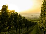 isolano-catarratto-extra-lucido-igp-terre-siciliane-bio-weiwein-aus-sizilien