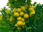 bio-bergamotte-honig-500-g