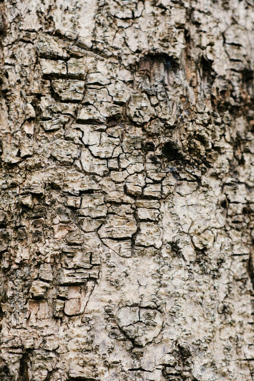 alfred-quartey-zcw38mhnd3o-unsplash.jpeg alfred-quartey-zcw38mhnd3o-unsplash.jpeg