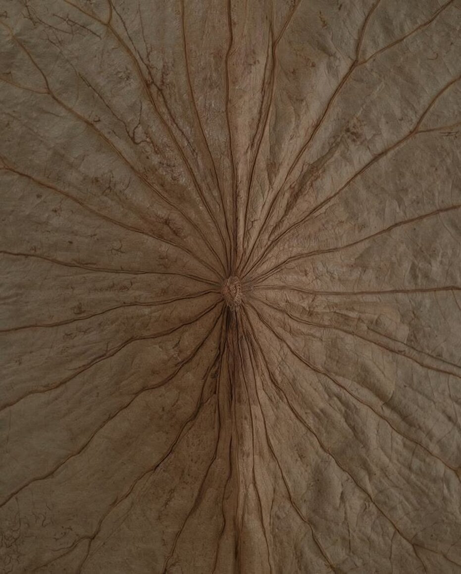 Brown radial wood texture Brown radial wood texture
