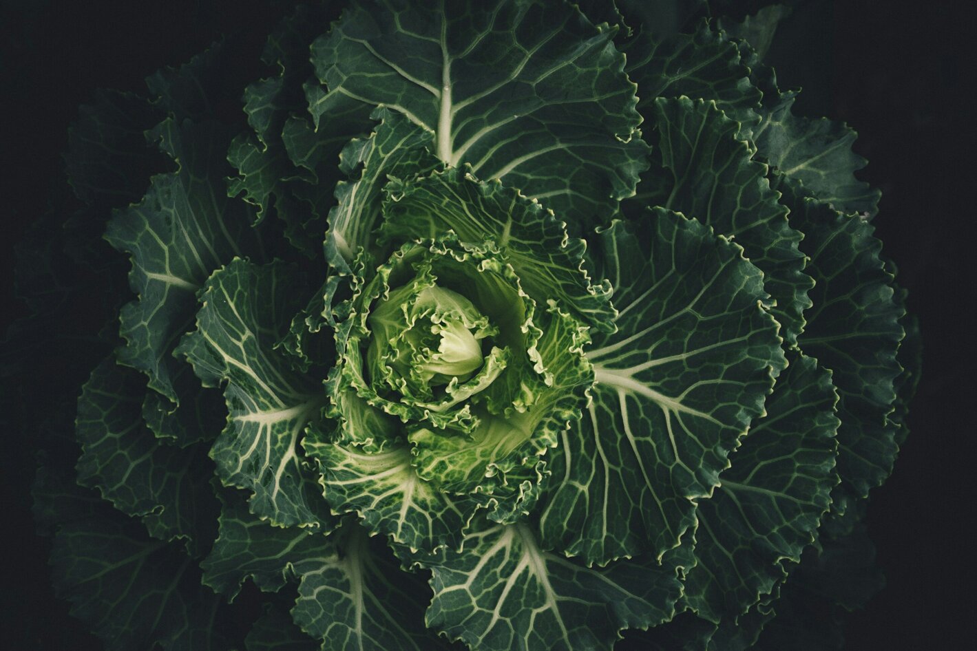 scott-webb-4yneddmcjjm-unsplash.jpeg