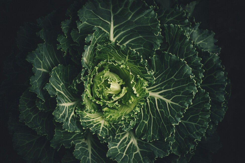 scott-webb-4yneddmcjjm-unsplash.jpeg scott-webb-4yneddmcjjm-unsplash.jpeg