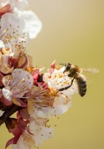 bio-sulla-honig-feiner-blutenhonig-aus-kontrolliert-biologischem-anbau-imkerei-und-agronomischer-qualitat