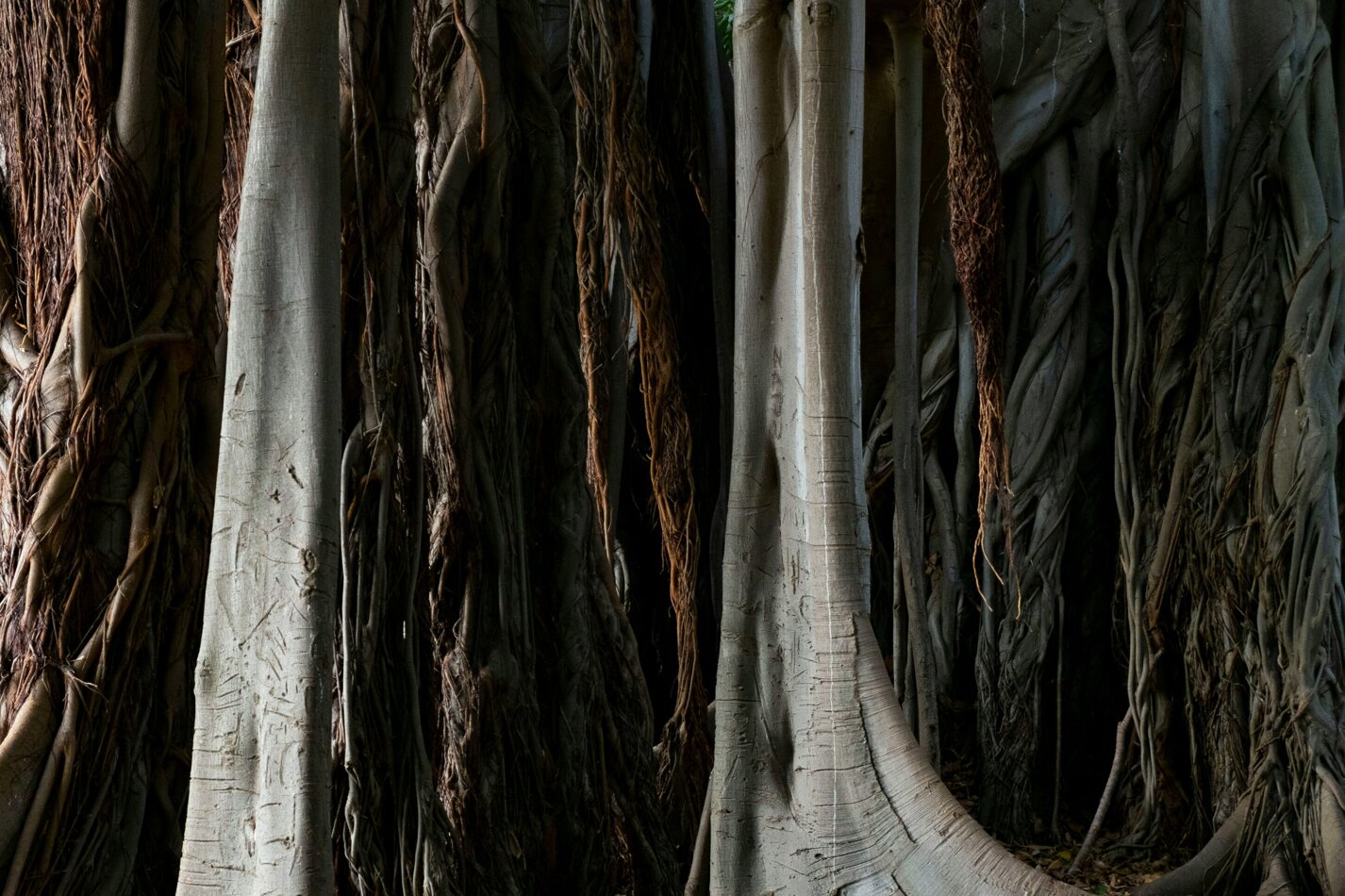 Trunks of a banyan tree Trunks of a banyan tree