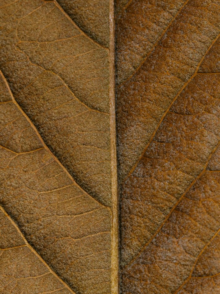 engin-akyurt-cadlgplv7ww-unsplash.jpeg