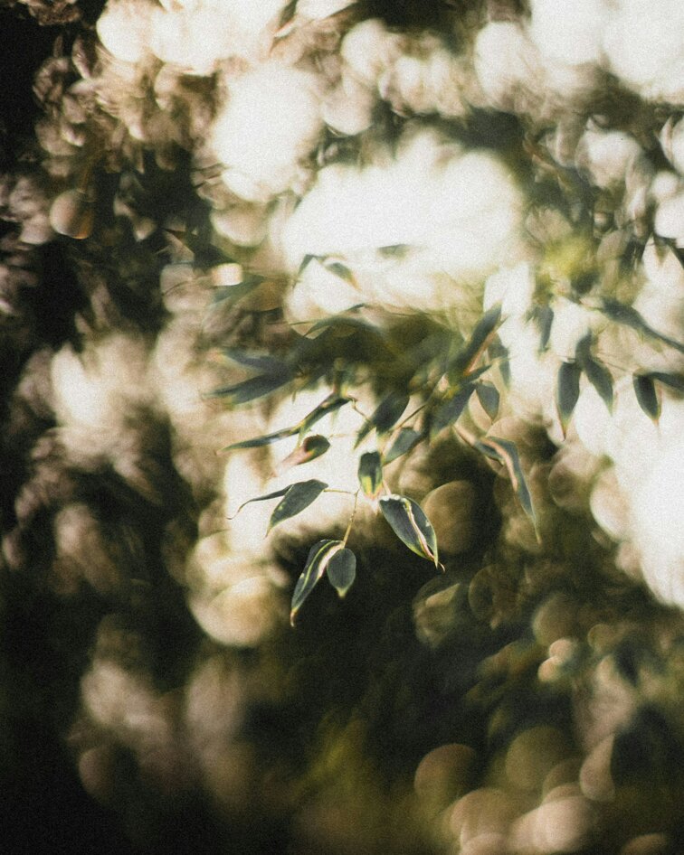 florian-weichert-emk2cuttu1c-unsplash.jpeg
