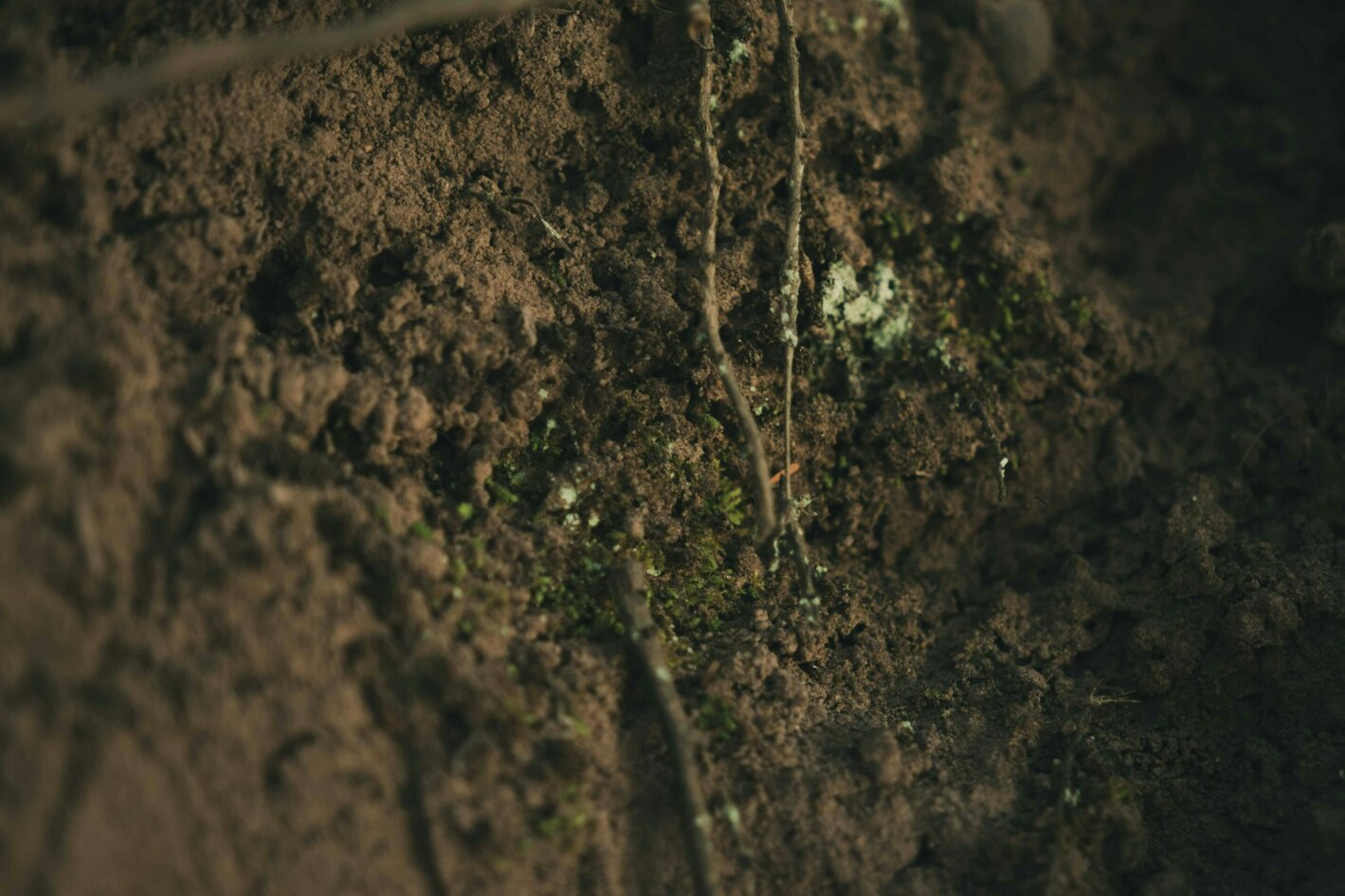 liam-briese-x3lvnmf4zc4-unsplash.jpeg