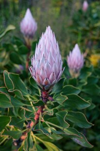 natalia-sedova-3zotqj8q8f4-unsplash.jpeg natalia-sedova-3zotqj8q8f4-unsplash.jpeg