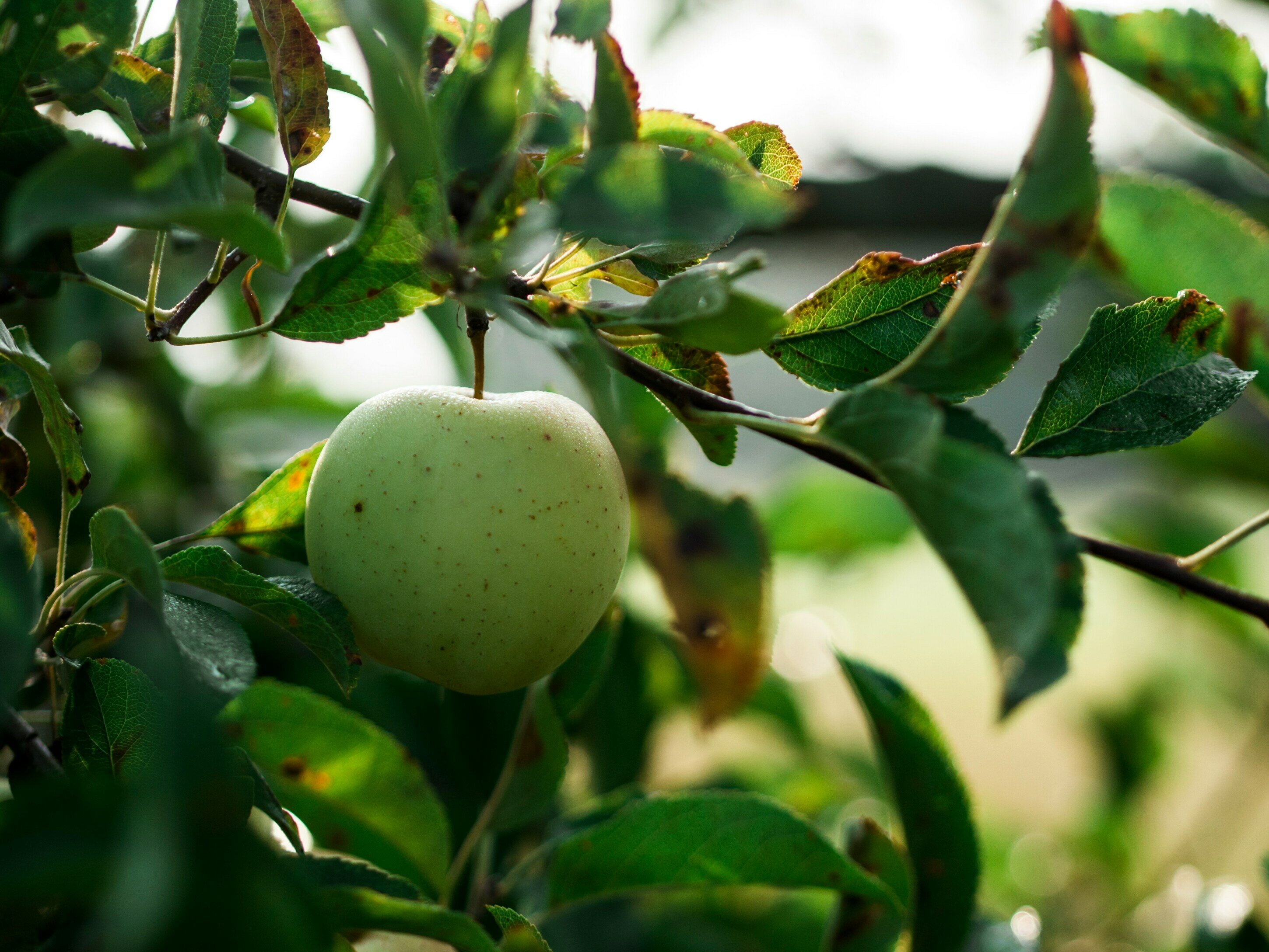 Organic vs Conventional Agriculture: Understanding the Nutritional Truth and Biodiversity Crisis