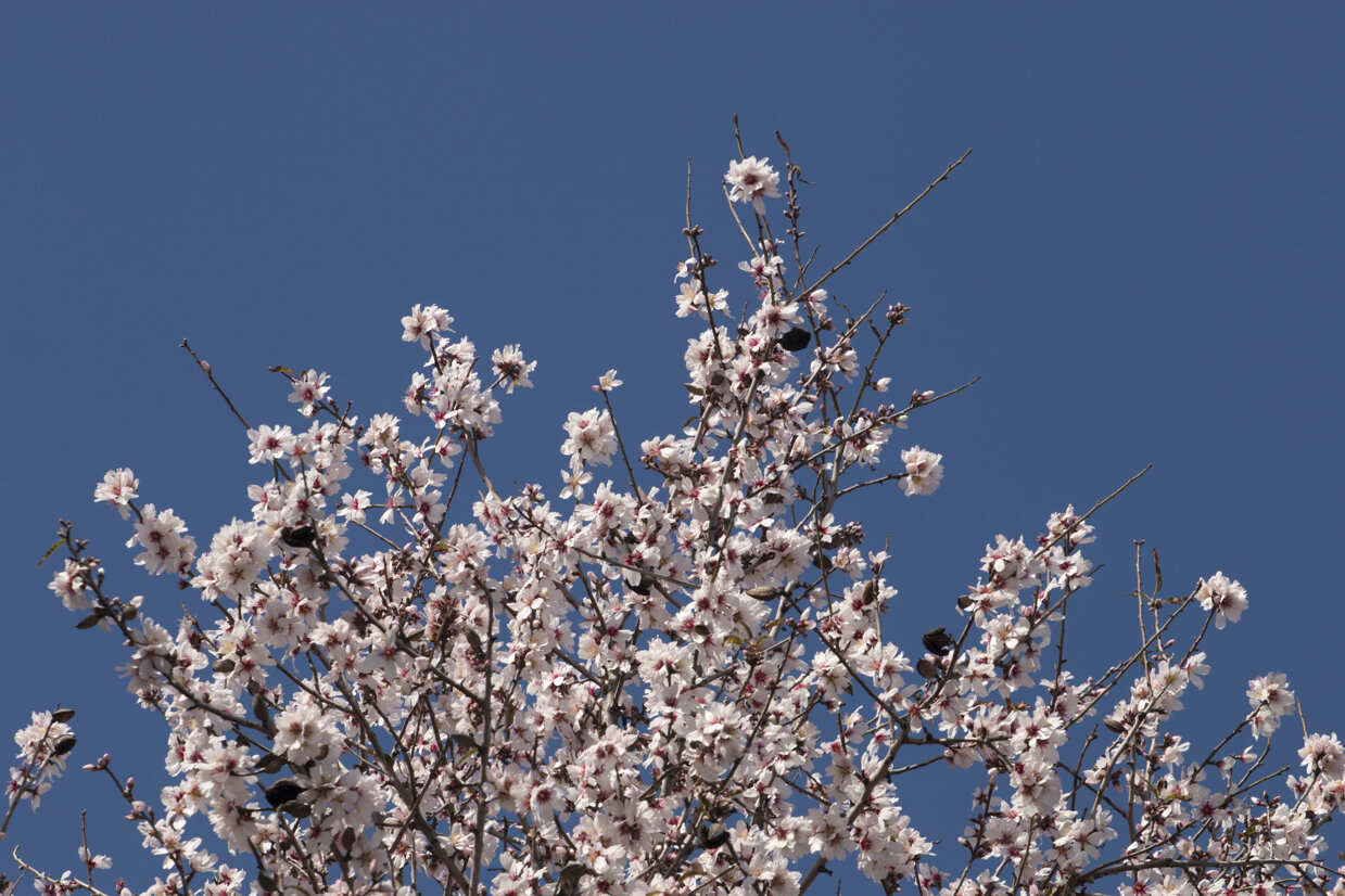 blossom-almond-tree.jpeg