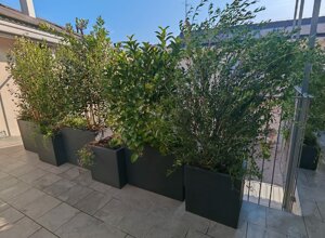Marotta Fine Gardening - Artigiani del Verde - Galleria d'Immagini - Progettazione e Realizzazione di Giardini e Terrazzi di Alto Livello per Privati e Aziende - Milano