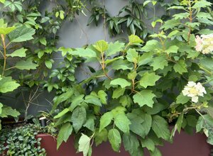 Marotta Fine Gardening - Artigiani del Verde - Galleria d'Immagini - Progettazione e Realizzazione di Giardini e Terrazzi di Alto Livello per Privati e Aziende - Milano