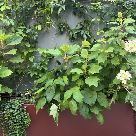 Marotta Fine Gardening - Artigiani del Verde - Progettazione e Realizzazione di Giardini e Terrazzi di Alto Livello per Privati e Aziende - Milano