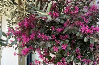 Marotta Fine Gardening - Artigiani del Verde - Portfolio di Progetti per Giardini e Terrazzi di Alto Livello per Privati e Aziende - Milano