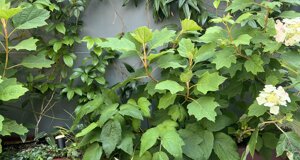 Le nostre ortensie in terrazzo residenziale a milano con verde su misura | Marotta Fine Gardening