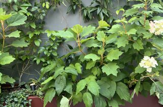 Marotta Fine Gardening - Artigiani del Verde - Portfolio di Progetti per Giardini e Terrazzi di Alto Livello per Privati e Aziende - Milano