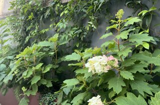 Marotta Fine Gardening - Artigiani del Verde - Portfolio di Progetti per Giardini e Terrazzi di Alto Livello per Privati e Aziende - Milano