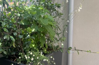Marotta Fine Gardening - Artigiani del Verde - Portfolio di Progetti per Giardini e Terrazzi di Alto Livello per Privati e Aziende - Milano
