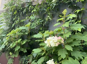 Marotta Fine Gardening - Artigiani del Verde - Galleria d'Immagini - Progettazione e Realizzazione di Giardini e Terrazzi di Alto Livello per Privati e Aziende - Milano