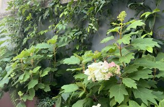 Focus su ortensie di un terrazzo a Milano residenziale con verde su misura | Marotta Fine Gardening