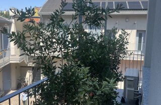 Marotta Fine Gardening - Artigiani del Verde - Portfolio di Progetti per Giardini e Terrazzi di Alto Livello per Privati e Aziende - Milano