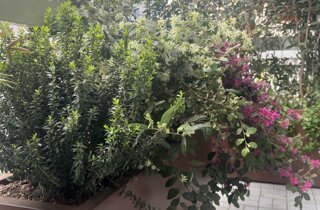 Marotta Fine Gardening - Artigiani del Verde - Portfolio di Progetti per Giardini e Terrazzi di Alto Livello per Privati e Aziende - Milano