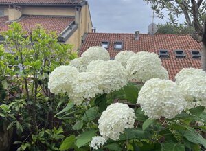 Marotta Fine Gardening - Artigiani del Verde - Galleria d'Immagini - Progettazione e Realizzazione di Giardini e Terrazzi di Alto Livello per Privati e Aziende - Milano