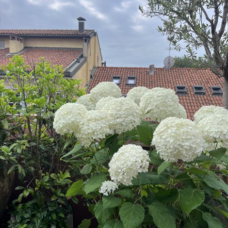 Marotta Fine Gardening - Artigiani del Verde - Progettazione e Realizzazione di Giardini e Terrazzi di Alto Livello per Privati e Aziende - Milano