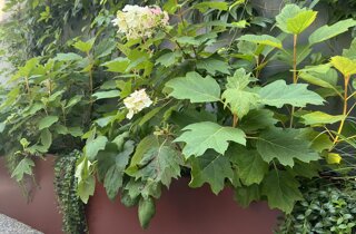 Marotta Fine Gardening - Artigiani del Verde - Portfolio di Progetti per Giardini e Terrazzi di Alto Livello per Privati e Aziende - Milano