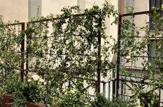 Marotta Fine Gardening - Artigiani del Verde - Portfolio di Progetti per Giardini e Terrazzi di Alto Livello per Privati e Aziende - Milano