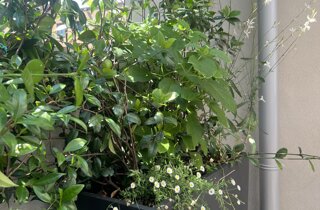 Marotta Fine Gardening - Artigiani del Verde - Portfolio di Progetti per Giardini e Terrazzi di Alto Livello per Privati e Aziende - Milano