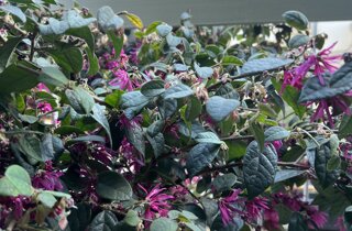 Marotta Fine Gardening - Artigiani del Verde - Portfolio di Progetti per Giardini e Terrazzi di Alto Livello per Privati e Aziende - Milano