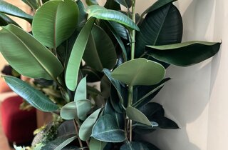 Marotta Fine Gardening - Artigiani del Verde - Portfolio di Progetti per Giardini e Terrazzi di Alto Livello per Privati e Aziende - Milano