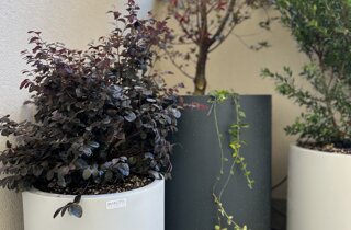 Marotta Fine Gardening - Artigiani del Verde - Portfolio di Progetti per Giardini e Terrazzi di Alto Livello per Privati e Aziende - Milano