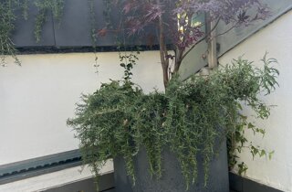 Marotta Fine Gardening - Artigiani del Verde - Portfolio di Progetti per Giardini e Terrazzi di Alto Livello per Privati e Aziende - Milano